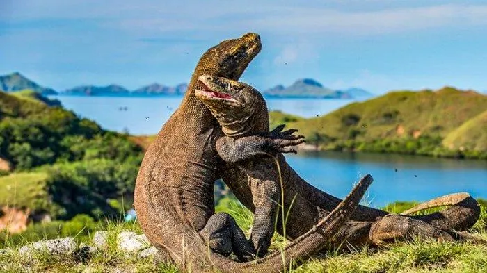 Pulau Komodo