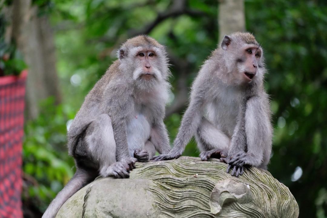 Ubud Monkey Forest