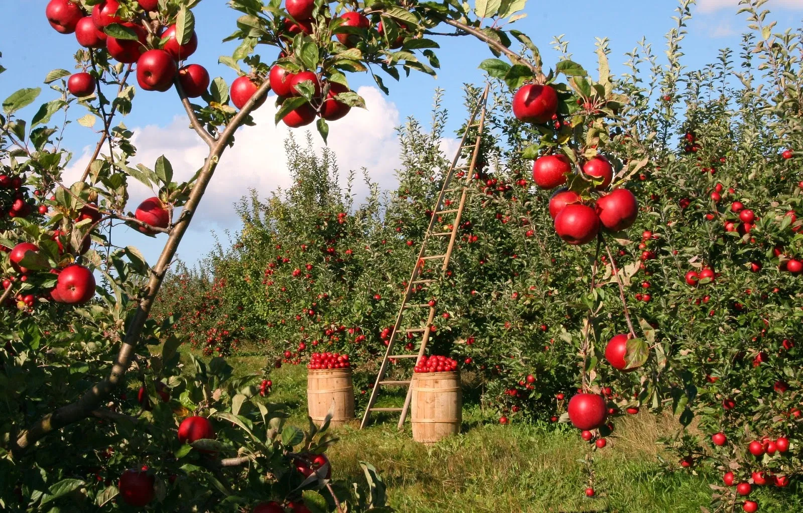 Kebun Apel