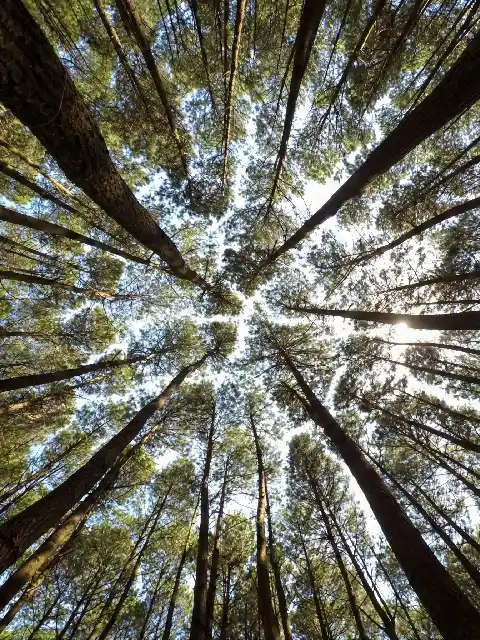 Hutan Pinus