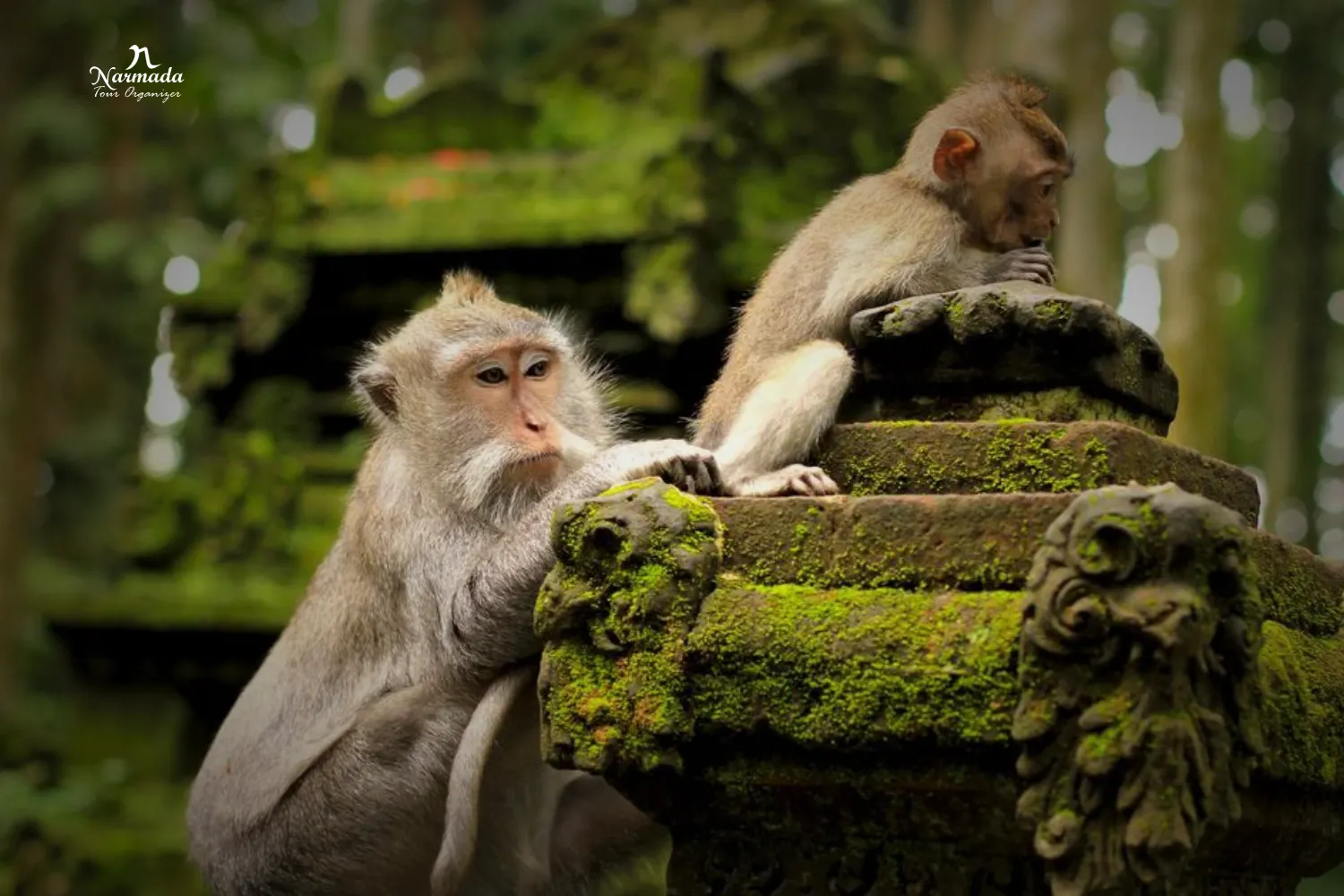 Sangeh Monkey Forest